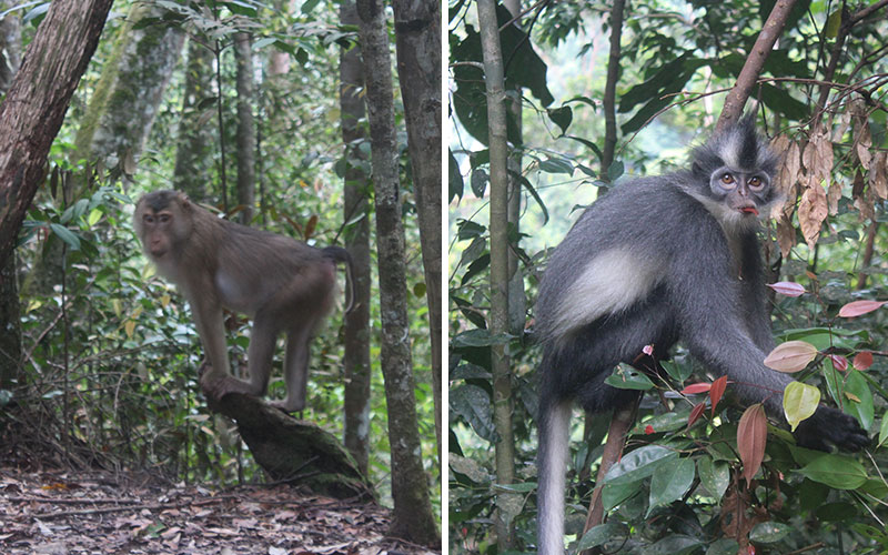 visitar selva illa sumatra