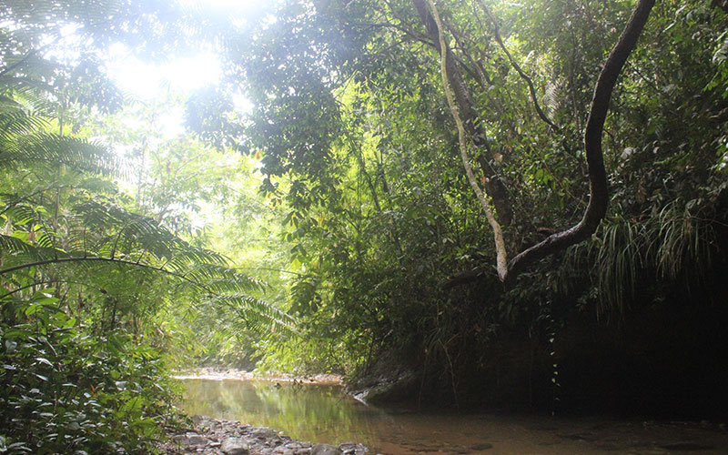visitar selva sumatra
