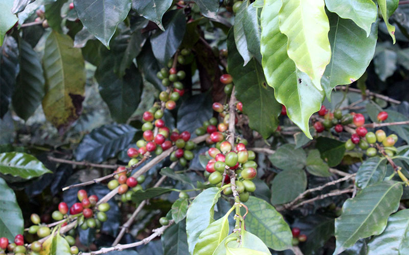 plantacio cafe laos