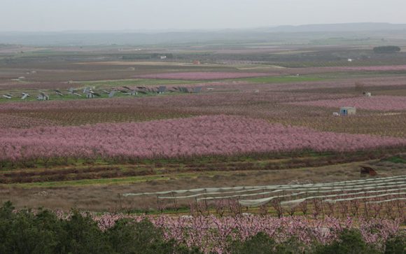 Més informació sobre l'article Torres de Segre (Segrià)