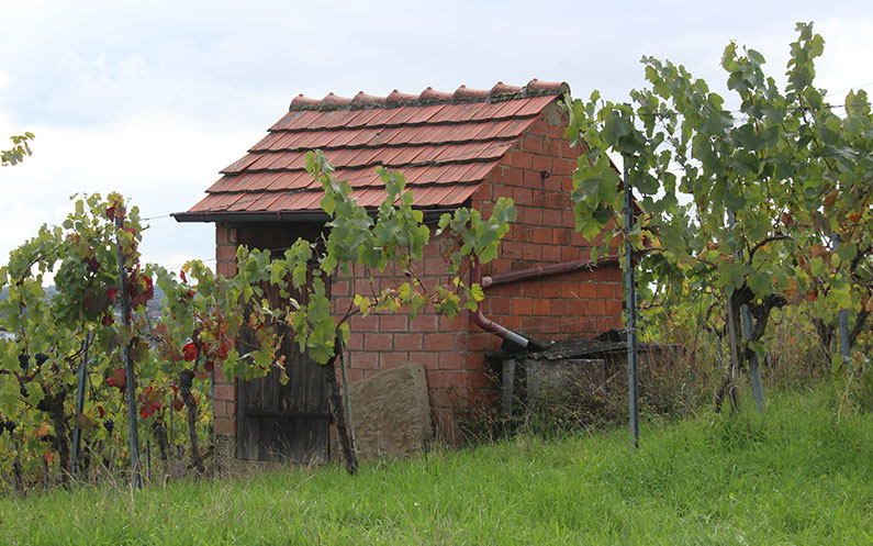 cases vinya stuttgart plantacions